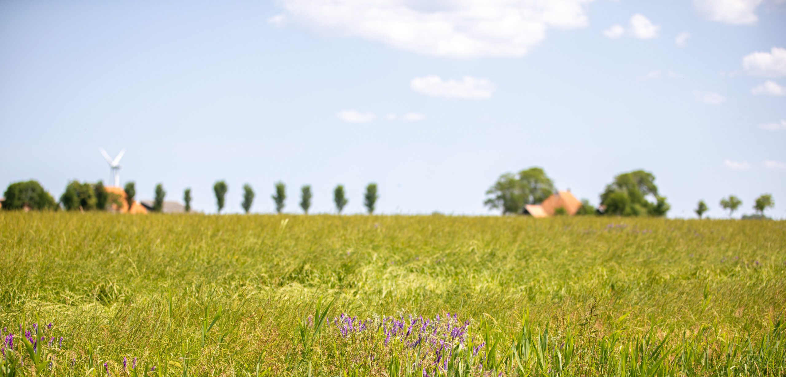 kruidenrijk perceel ANLb